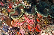 Tridacna squamosa benitier solitaire-Maldives Villamendhoo-11m-20240424-da-DSC_6746_tn